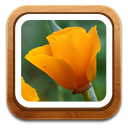 Gallery Flower