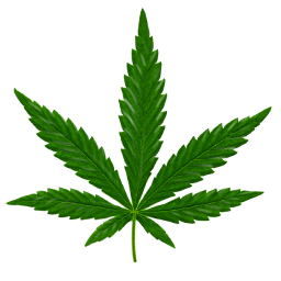 Grass