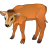 Calf