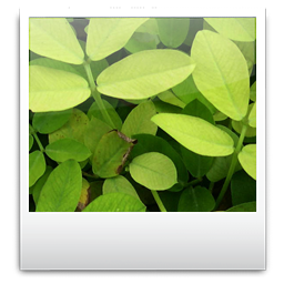 Toolbar Images