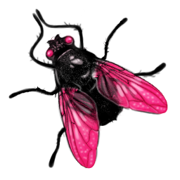 Fly