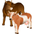 Cattle