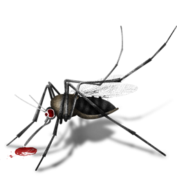 Mosquito