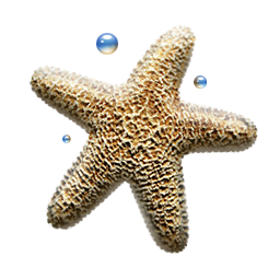 Sea Star