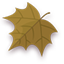 Autumn Leaf