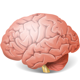 Brain