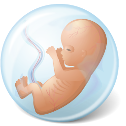 Embryo