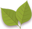 Leafs