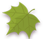 Palmately Leaf