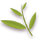 Pinnately Leaf
