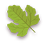 Spring Leaf